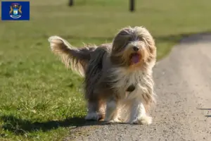 Read more about the article Bearded Collie breeders and puppies in Michigan