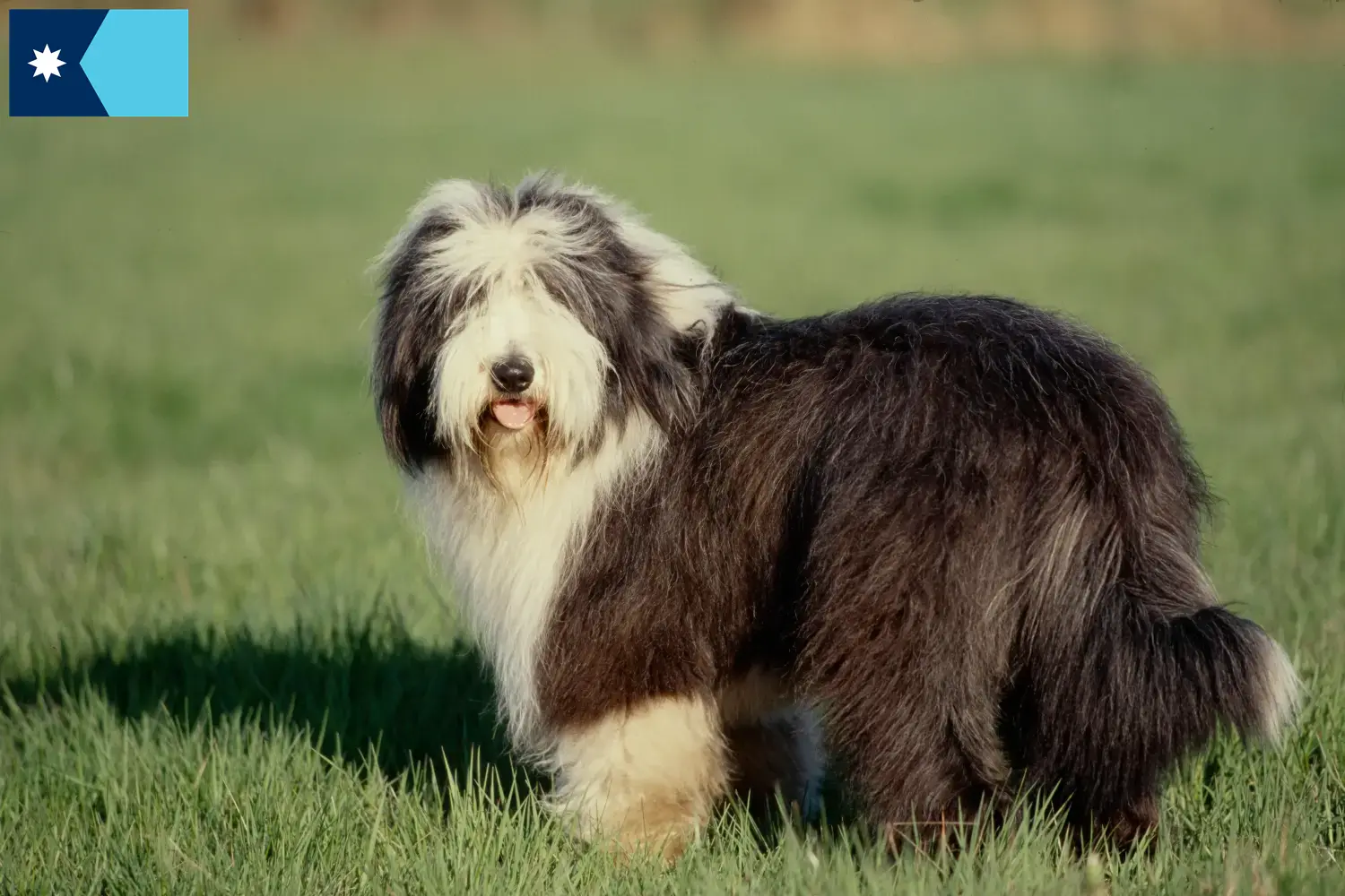 Bearded Collie puppies and breeders Minnesota Find Bearded Collie breeders in Minnesota.