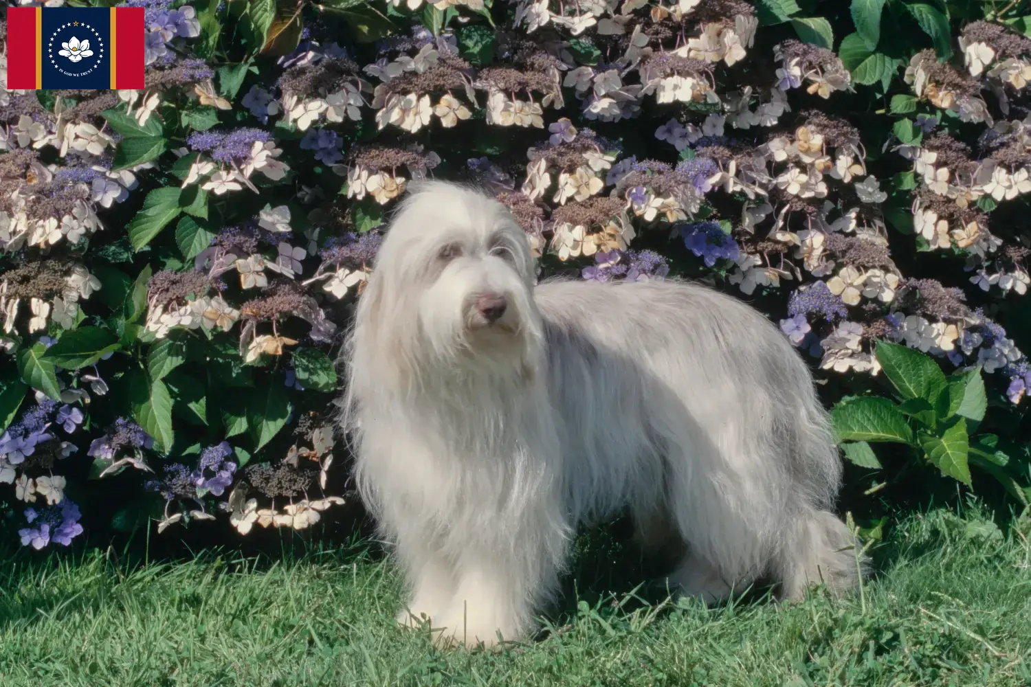 Read more about the article Bearded Collie Breeders and Puppies in Mississippi
