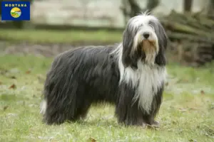 Read more about the article Bearded Collie breeders and puppies in Montana