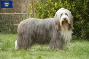 Read more about the article Bearded Collie breeders and puppies in Nebraska