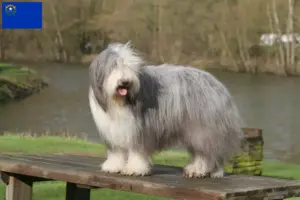 Read more about the article Bearded Collie breeders and puppies in Nevada