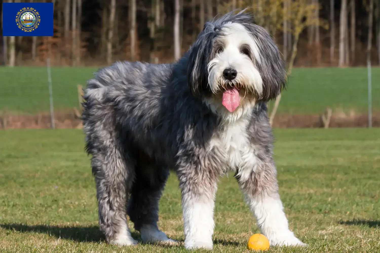 Bearded Collie puppies and breeders New Hampshire Find Bearded Collies breeders in New Hampshire.