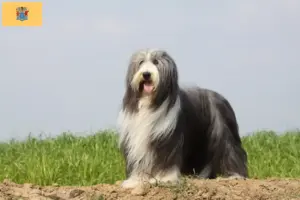 Read more about the article Bearded Collie breeders and puppies in New Jersey