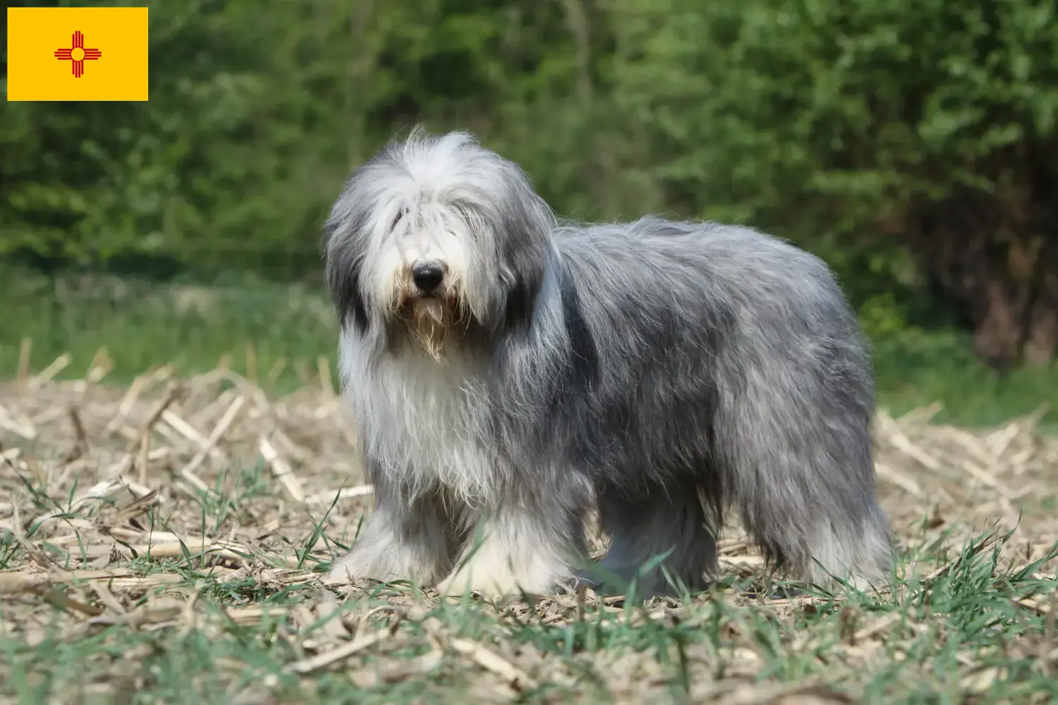 Read more about the article Bearded Collie Breeders and Puppies in New Mexico