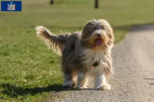 Read more about the article Bearded Collie breeders and puppies in New York