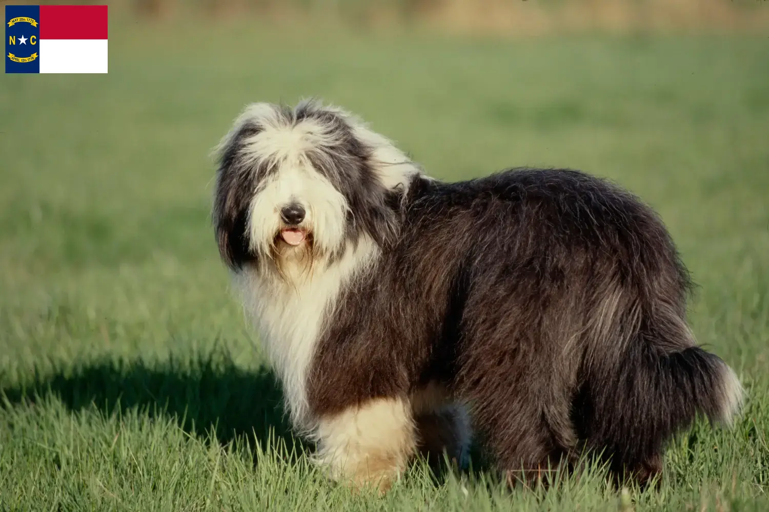 Bearded Collie puppies and breeders North Carolina Find Bearded Collies breeders in North Carolina.