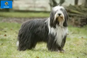 Read more about the article Bearded Collie breeders and puppies in Oklahoma