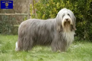 Read more about the article Bearded Collie breeders and puppies in Oregon