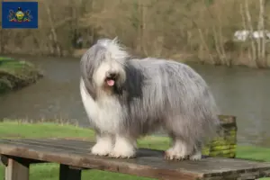 Read more about the article Bearded Collie breeders and puppies in Pennsylvania