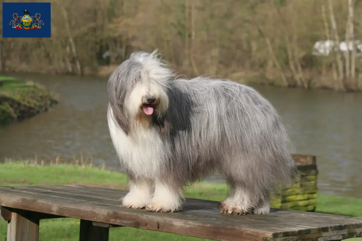 Read more about the article Bearded Collie breeders and puppies in Pennsylvania