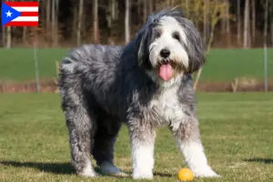 Read more about the article Bearded Collie breeders and puppies in Puerto Rico