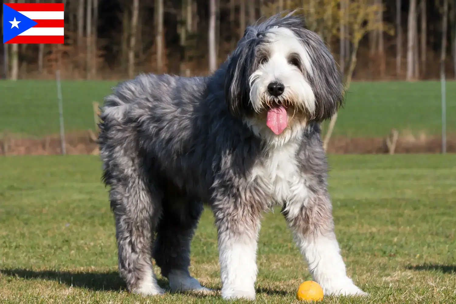 Bearded Collie puppies and breeders Puerto Rico Find Bearded Collies breeders in Puerto Rico.