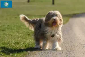 Read more about the article Bearded Collie breeders and puppies in South Dakota