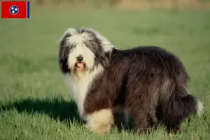 Read more about the article Bearded Collie breeders and puppies in Tennessee