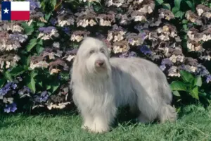 Read more about the article Bearded Collie breeders and puppies in Texas