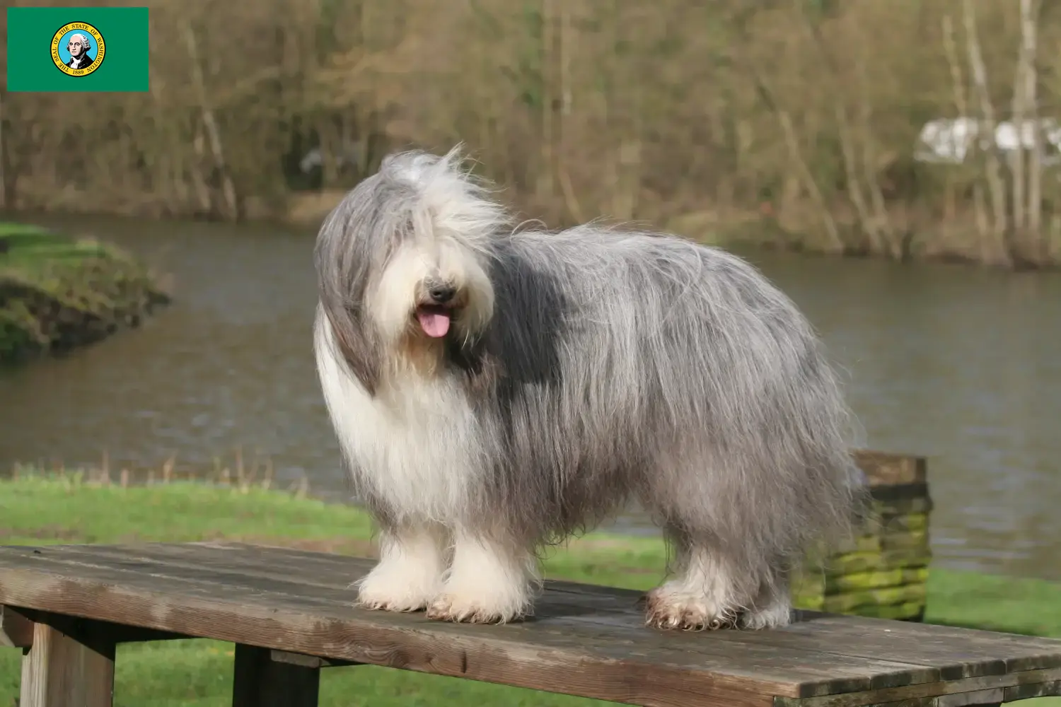 Bearded Collie puppies and breeders Washington Find Bearded Collies breeders in Washington here.