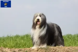 Read more about the article Bearded Collie breeders and puppies in Wisconsin