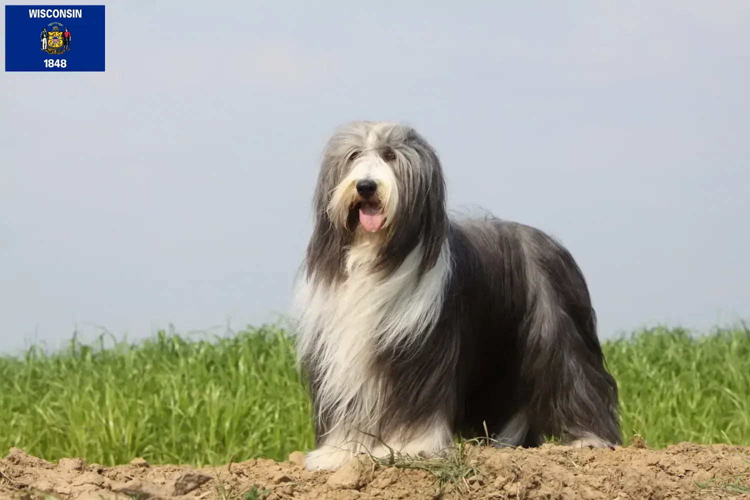 Bearded Collie puppies and breeders Wisconsin Find Bearded Collies breeders in Wisconsin.