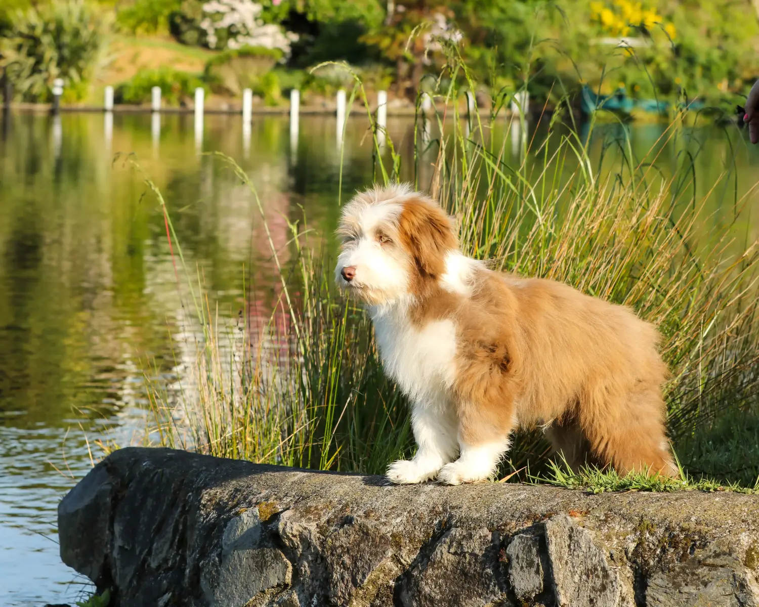 Buying a Bearded Collie puppy means taking responsibility! Buy Bearded Collie puppies.