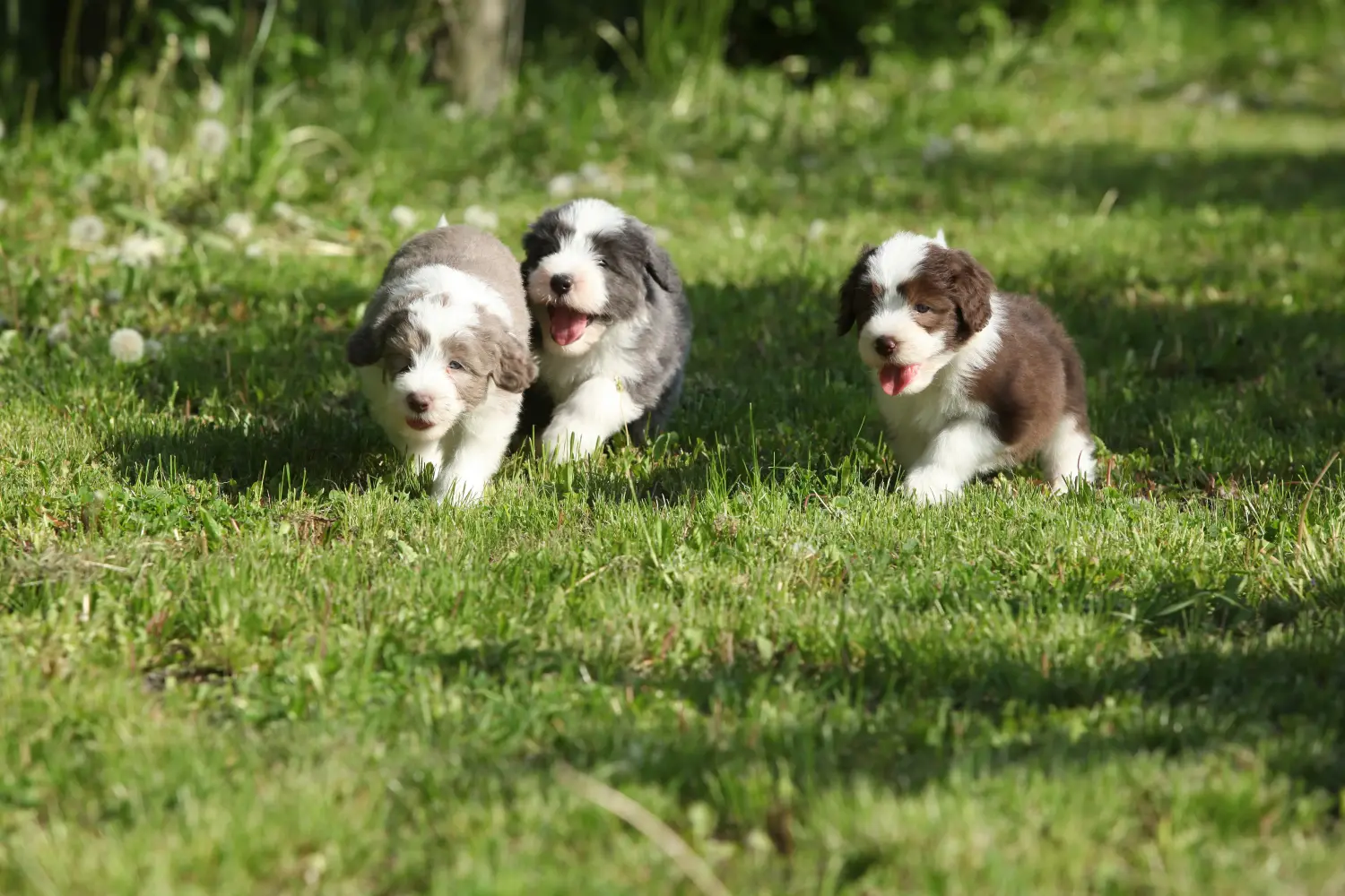 Buying a Bearded Collie puppy means taking responsibility! Buy Bearded Collie puppies.
