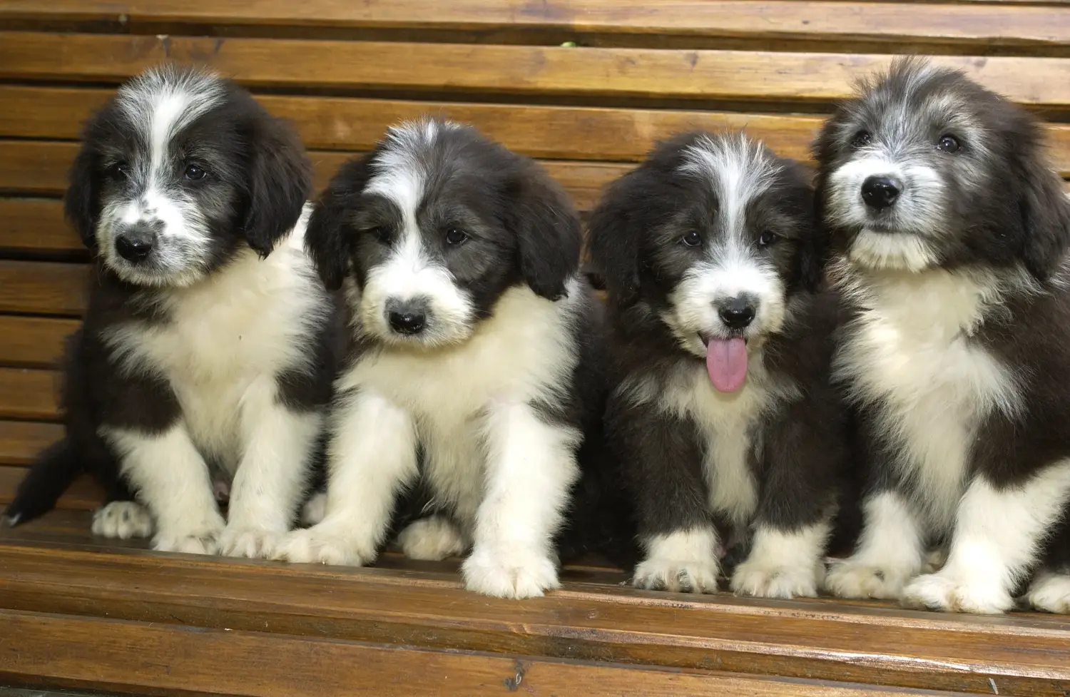 Buying a Bearded Collie puppy means taking responsibility! Buy Bearded Collie puppies.