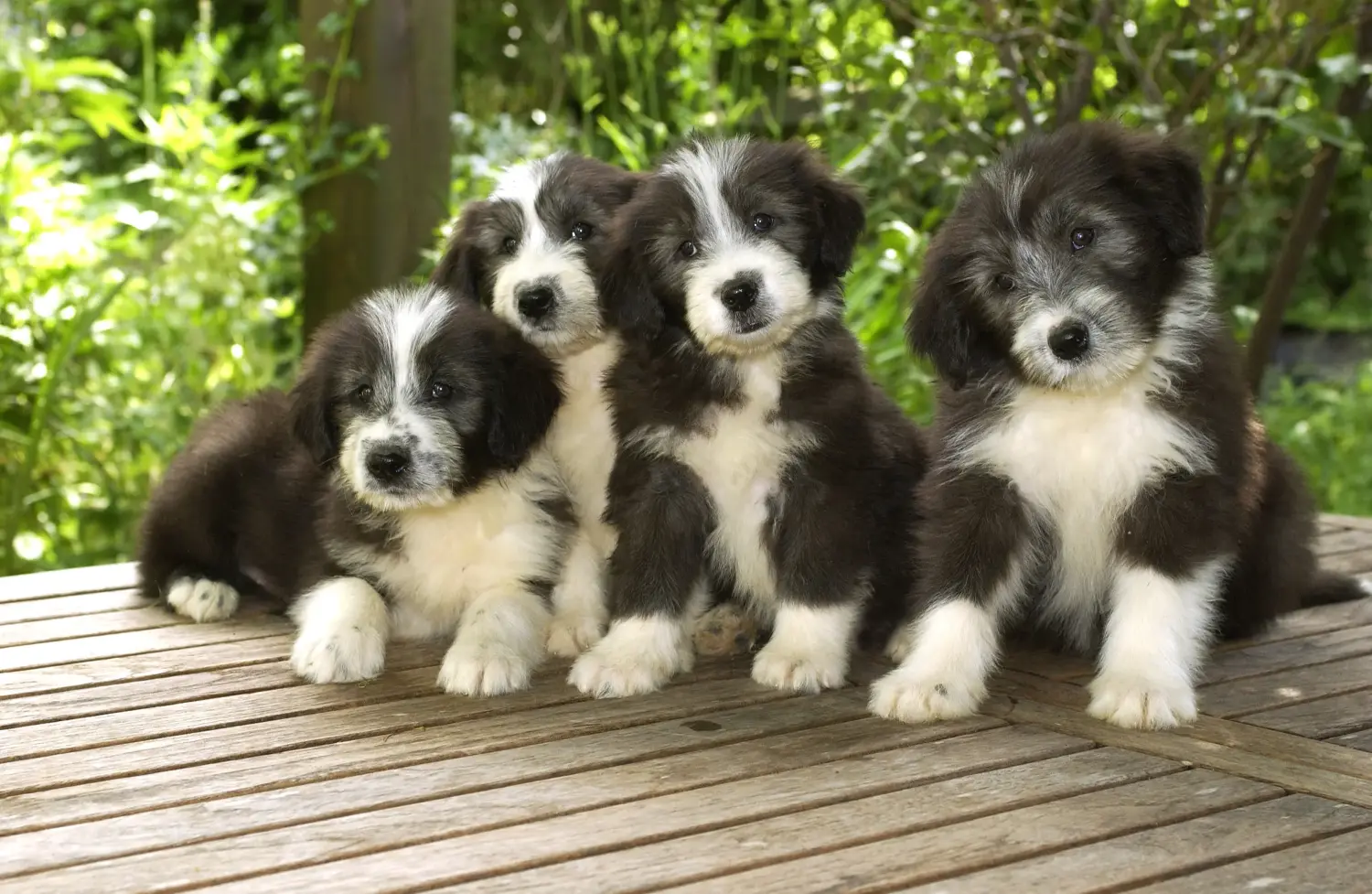 Buying a Bearded Collie puppy means taking responsibility! Buy Bearded Collie puppies.