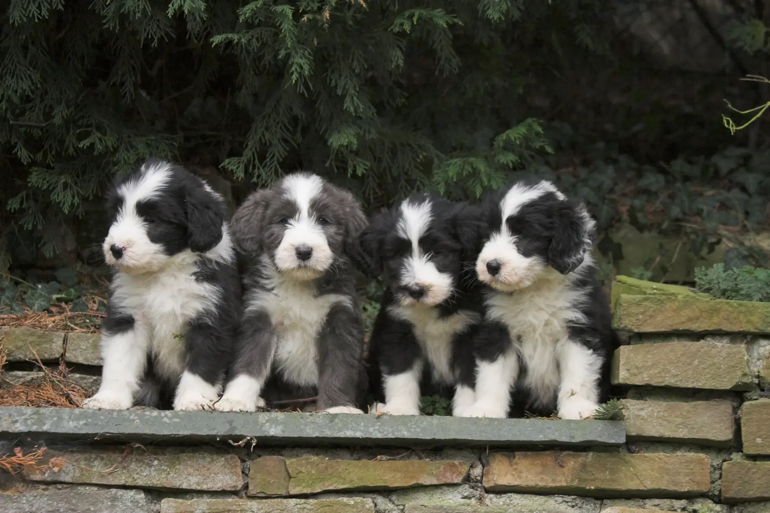 Buying a Bearded Collie puppy means taking responsibility! Buy Bearded Collie puppies.