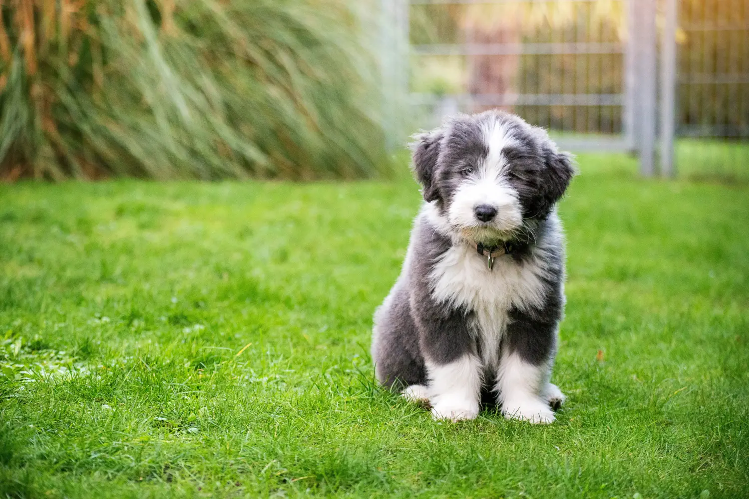 Buying a Bearded Collie puppy means taking responsibility! Buy Bearded Collie puppies.
