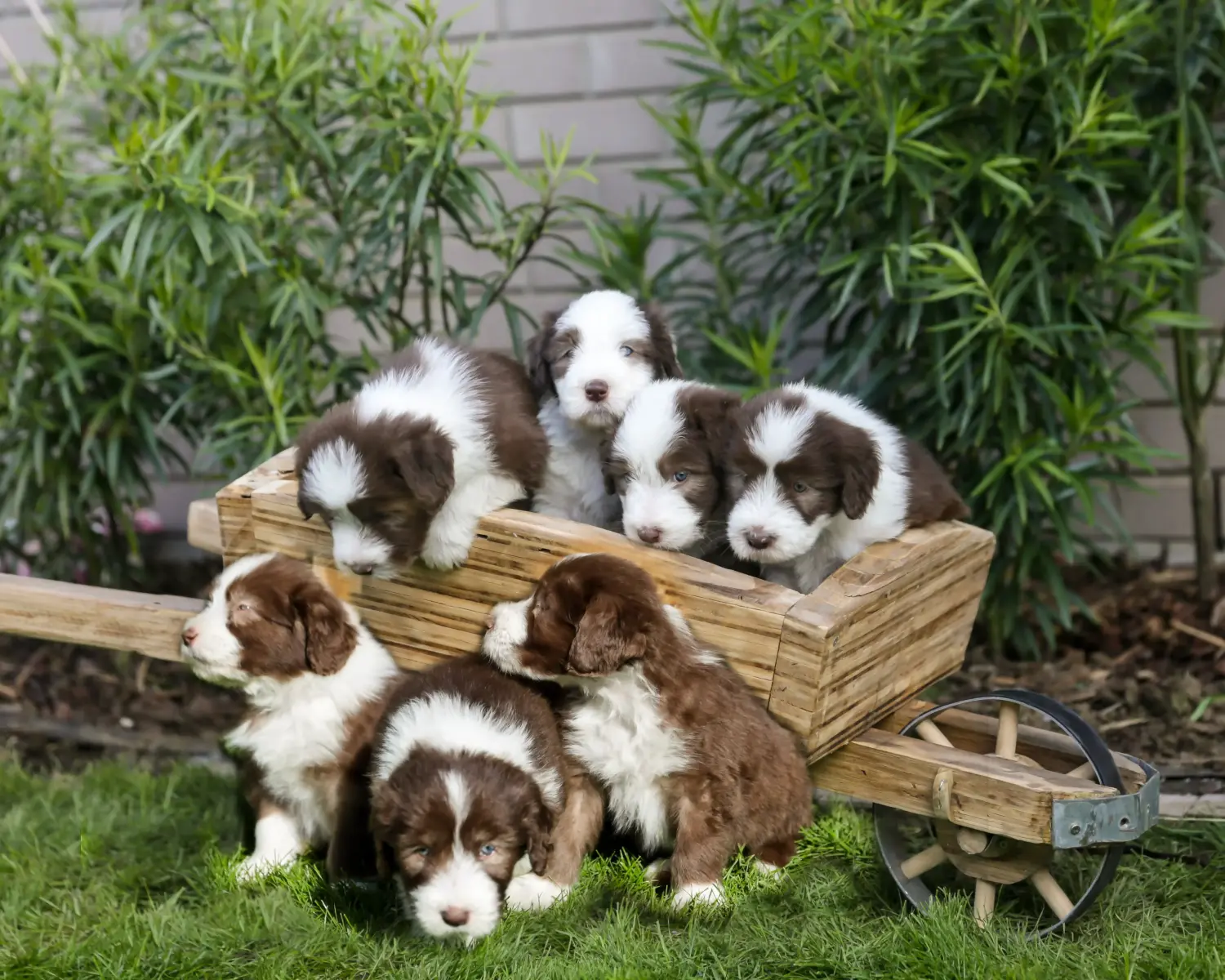 Buying a Bearded Collie puppy means taking responsibility! Buy Bearded Collie puppies.