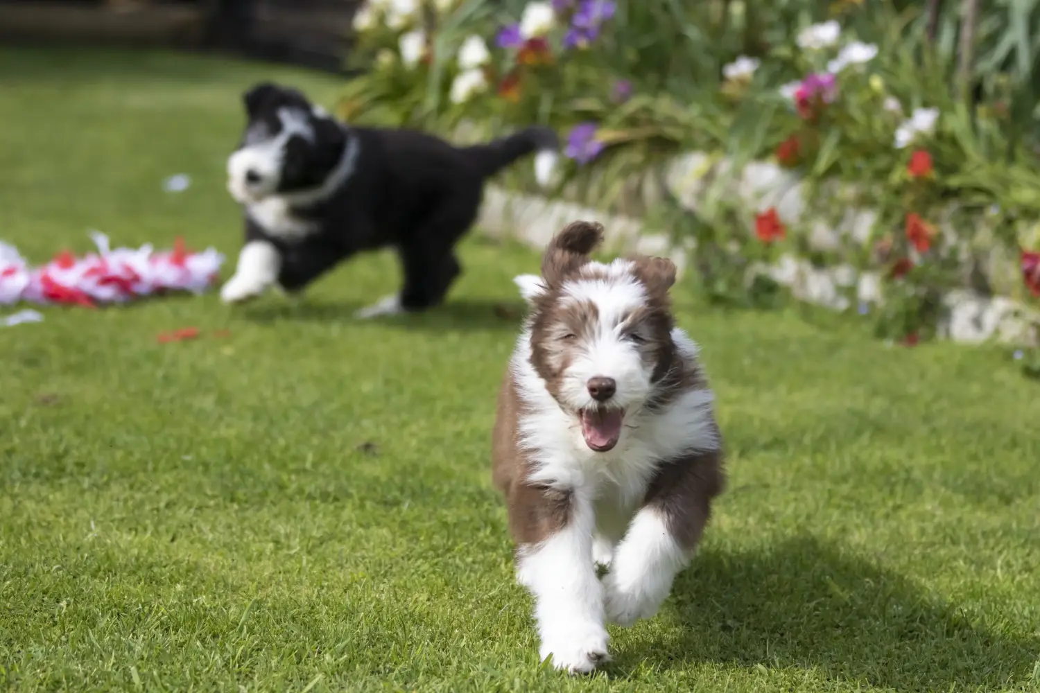 Buying a Bearded Collie puppy means taking responsibility! Buy Bearded Collie puppies.