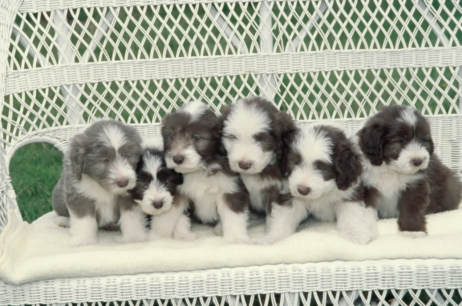 Buying a Bearded Collie puppy means taking responsibility! Buy Bearded Collie puppies.