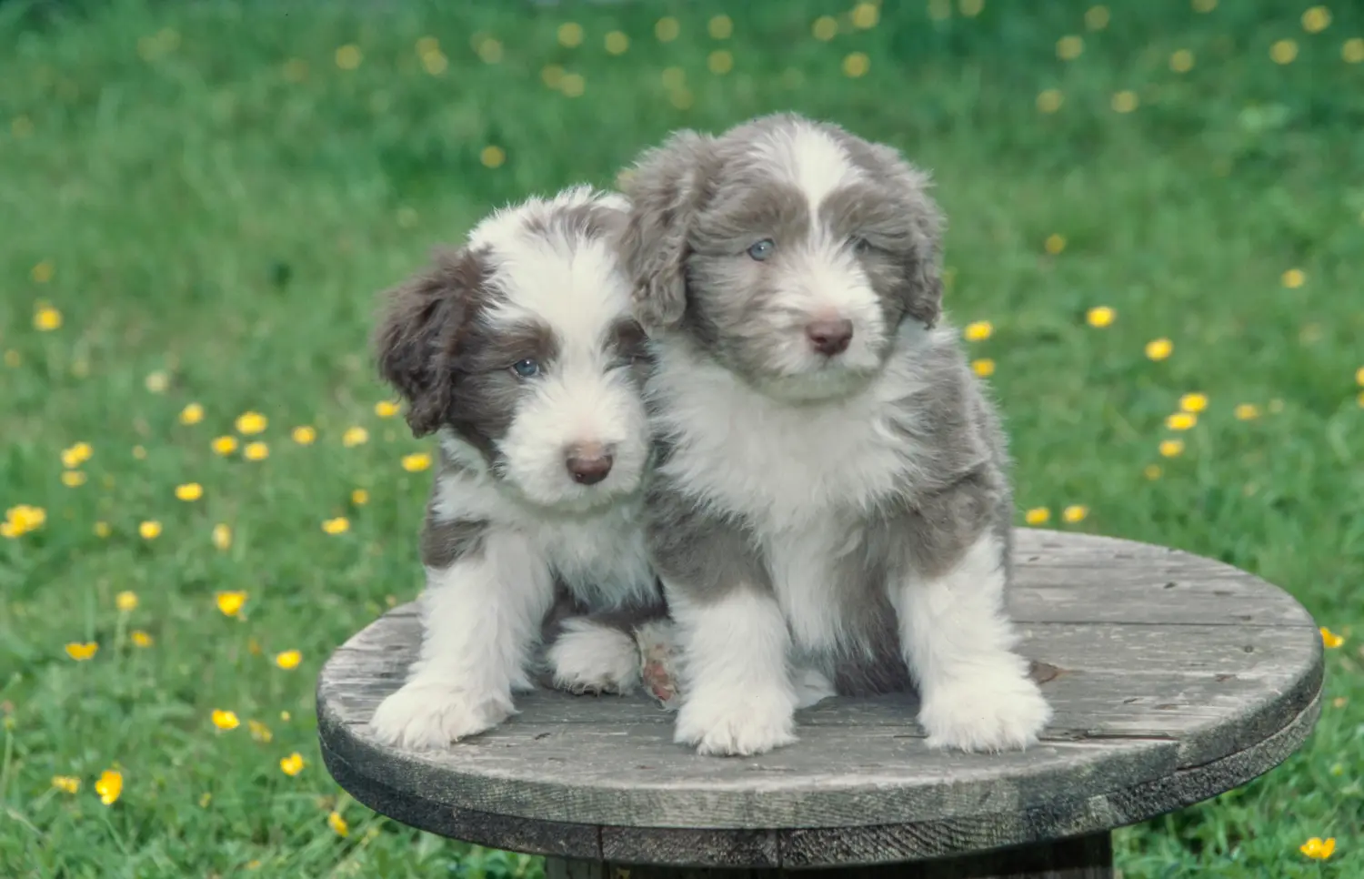 Buying a Bearded Collie puppy means taking responsibility! Buy Bearded Collie puppies.