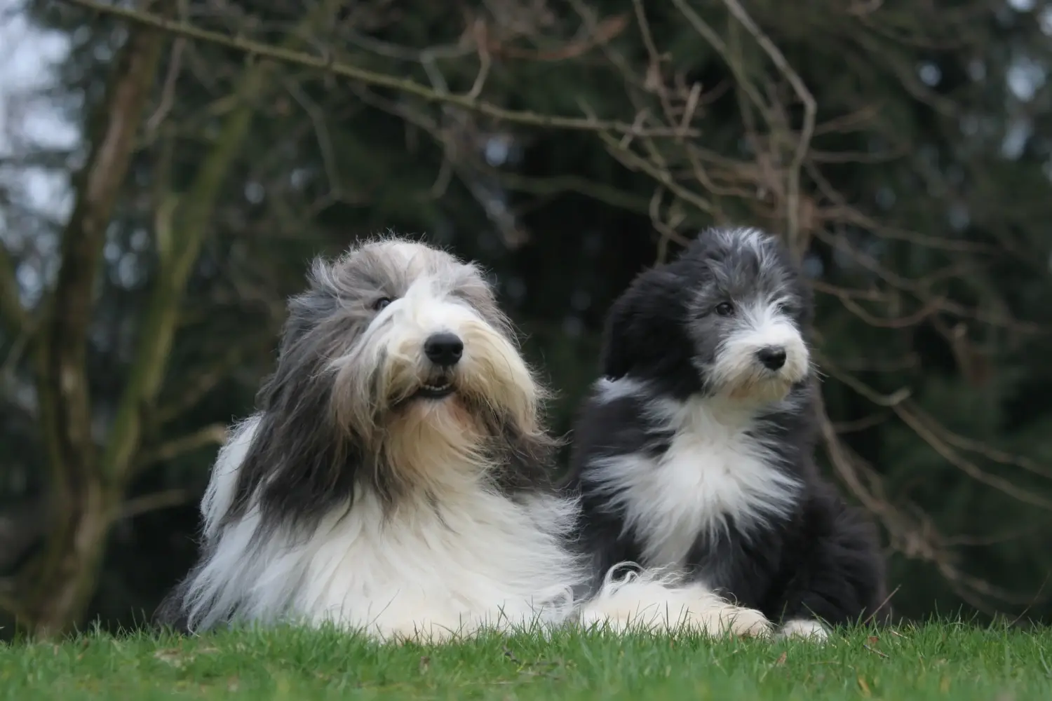 Buying a Bearded Collie puppy means taking responsibility! Buy Bearded Collie puppies.