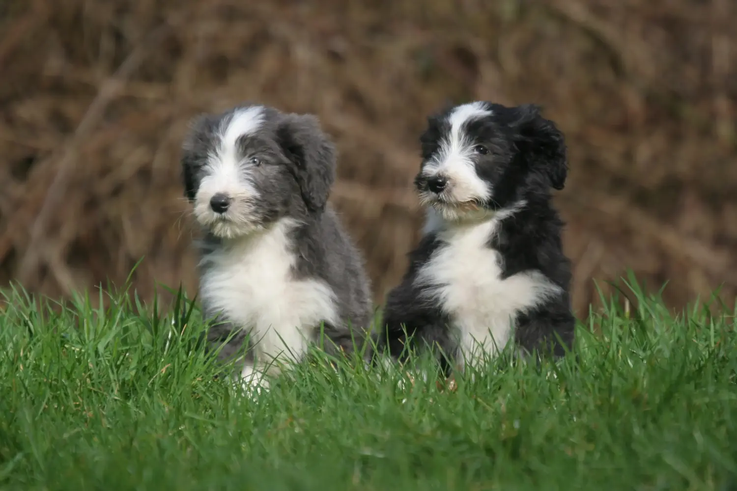 Buying a Bearded Collie puppy means taking responsibility! Buy Bearded Collie puppies.