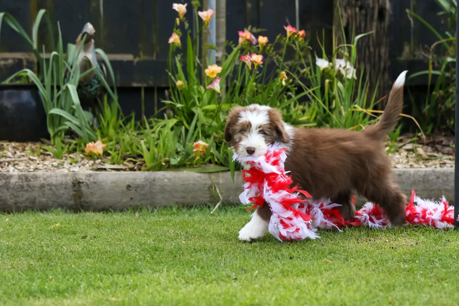 Buying a Bearded Collie puppy means taking responsibility! Buy Bearded Collie puppies.