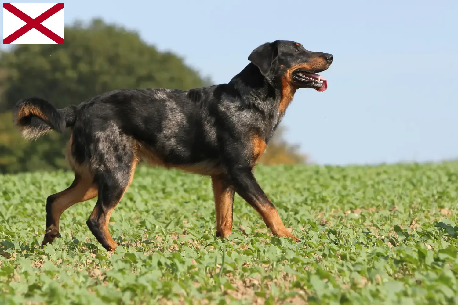 Beauceron puppies and breeder Alabama Find Beauceron breeders in Alabama.