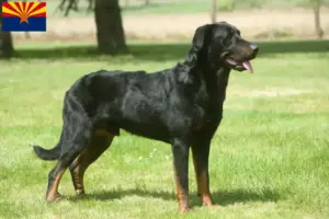 Read more about the article Beauceron breeders and puppies in Arizona