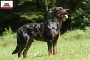 Read more about the article Beauceron breeders and puppies in California