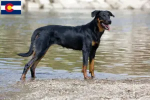 Read more about the article Beauceron breeders and puppies in Colorado