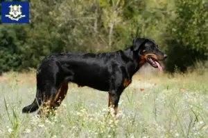 Read more about the article Beauceron breeders and puppies in Connecticut
