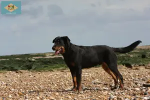 Read more about the article Beauceron breeders and puppies in Delaware