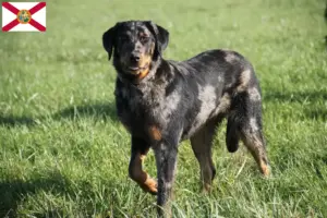 Read more about the article Beauceron breeders and puppies in Florida