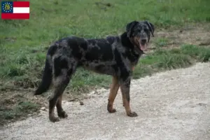 Read more about the article Beauceron breeders and puppies in Georgia