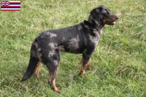 Read more about the article Beauceron breeders and puppies in Hawaii