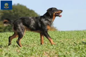 Read more about the article Beauceron breeders and puppies in Idaho
