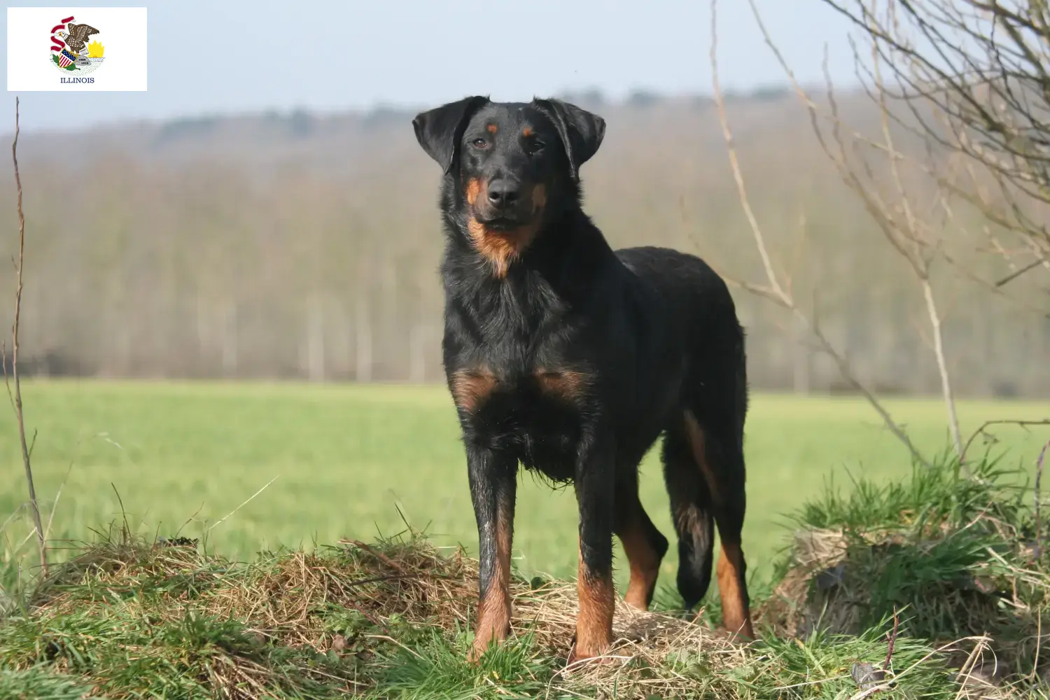 Beauceron puppies and breeders Illinois Find Beauceron breeders in Illinois.