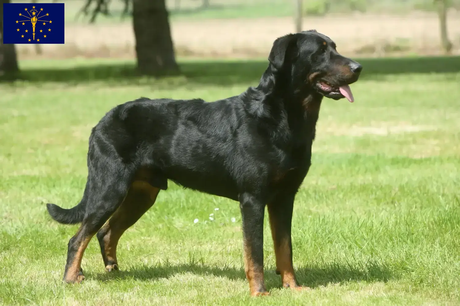 Beauceron puppies and breeder Indiana Find Beauceron breeders in Indiana.