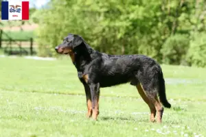 Read more about the article Beauceron breeders and puppies in Iowa