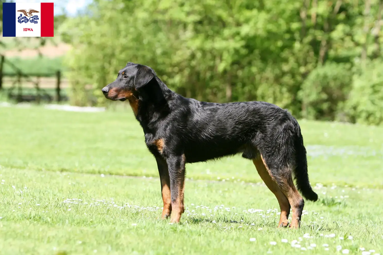 Beauceron puppies and breeders Iowa Find Beauceron breeders in Iowa.